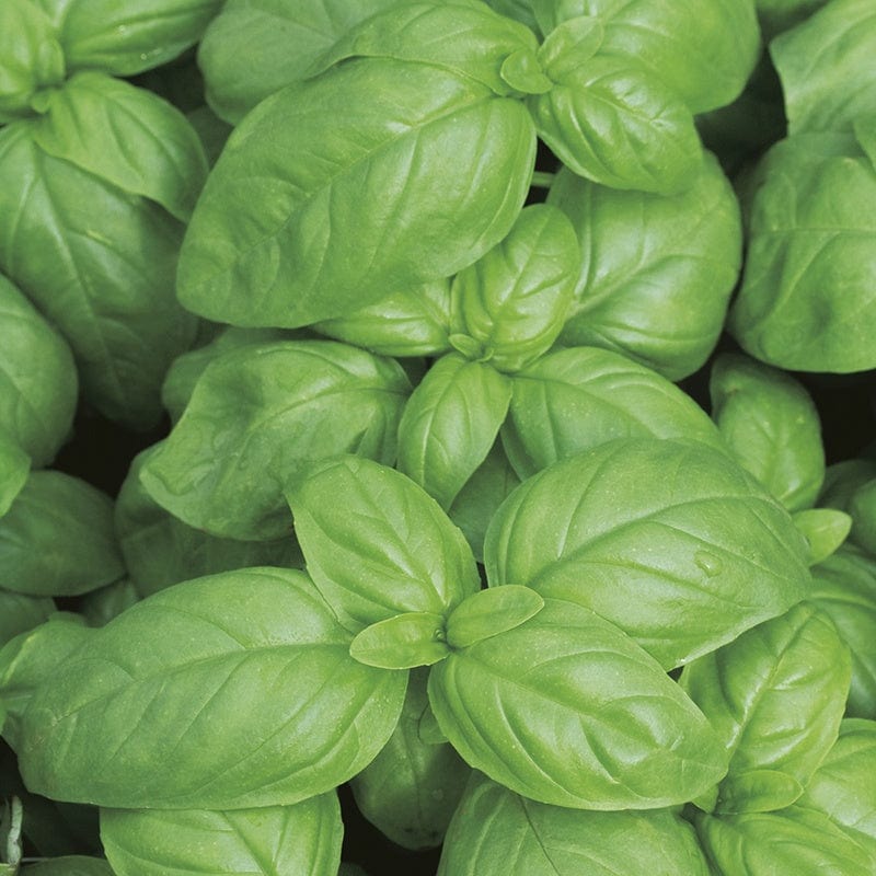 Organic Basil Sweet - Mr. Fothergill's Seeds