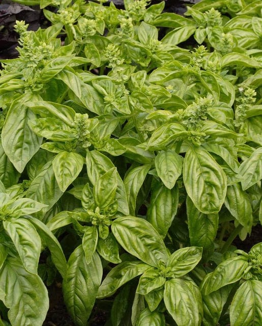 Organic Basil Sweet - West Coast Seeds