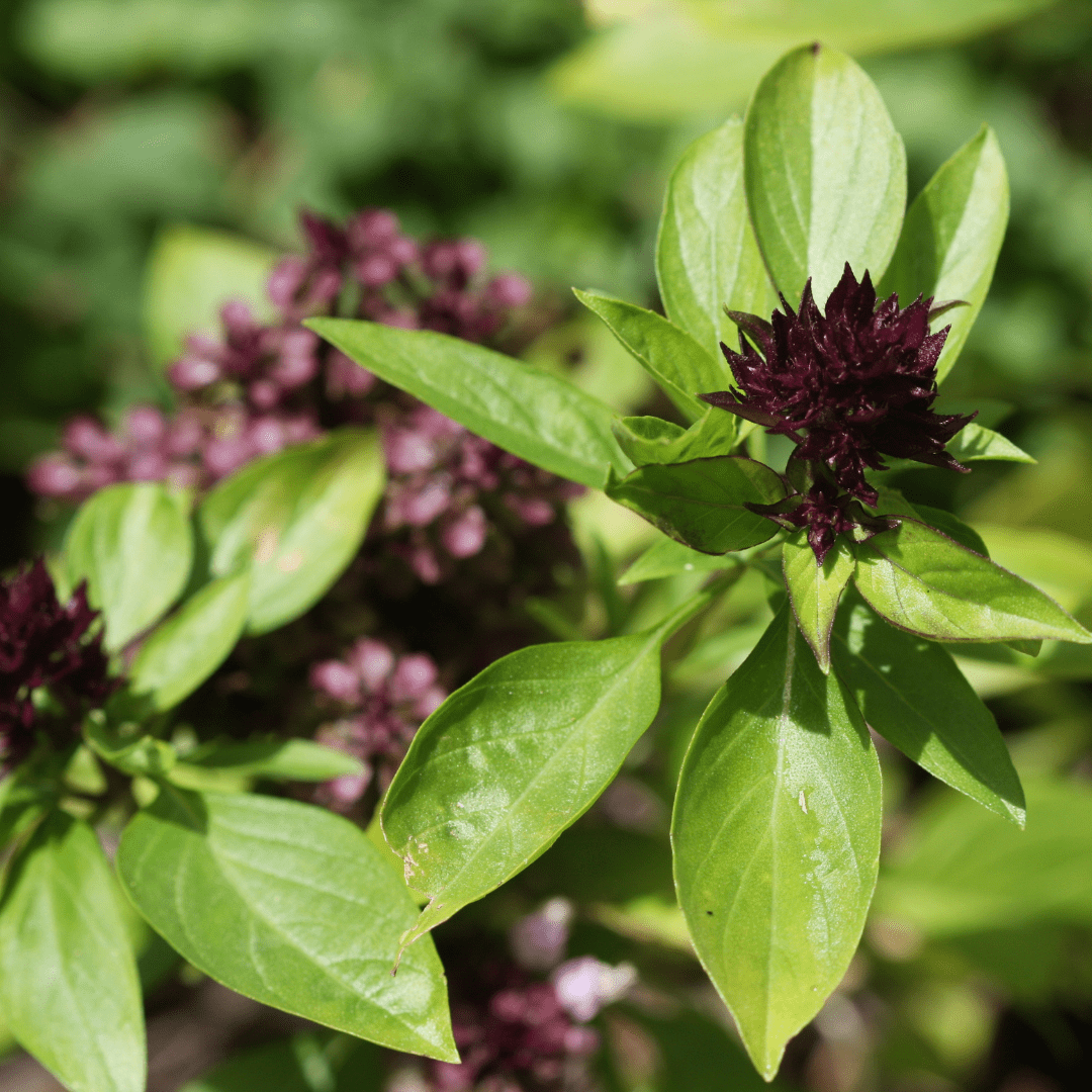 Organic Basil Thai - Metchosin Farm Seeds