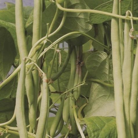 Emerite Pole Bean