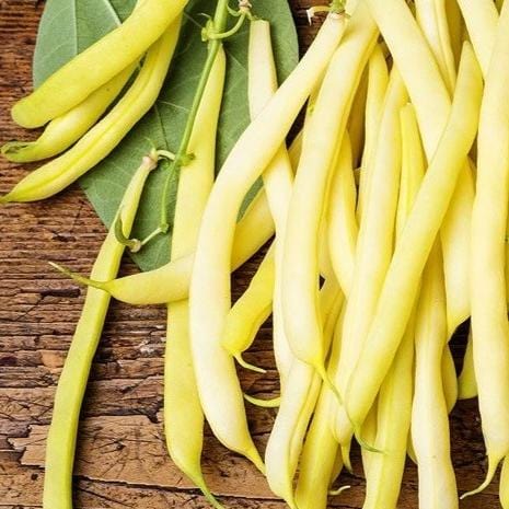 Bean Bush Goldrush - Metchosin Farm