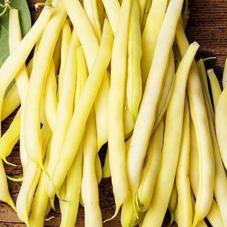 Bean Bush Goldrush - Metchosin Farm