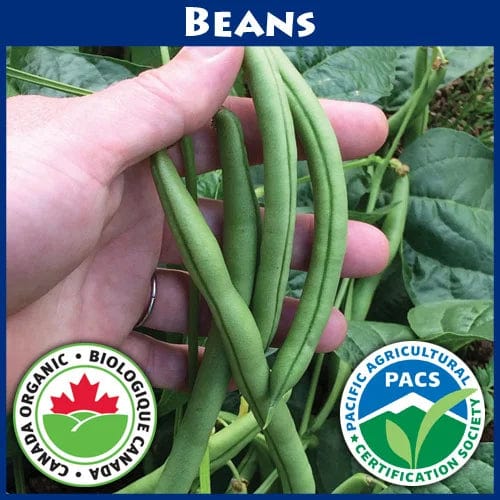 Organic Bean Igloo Bush - Good Earth Farms