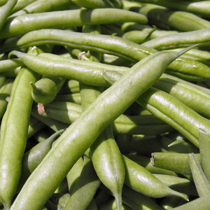 Organic Bean Jersey Bush - Metchosin Farm Seeds