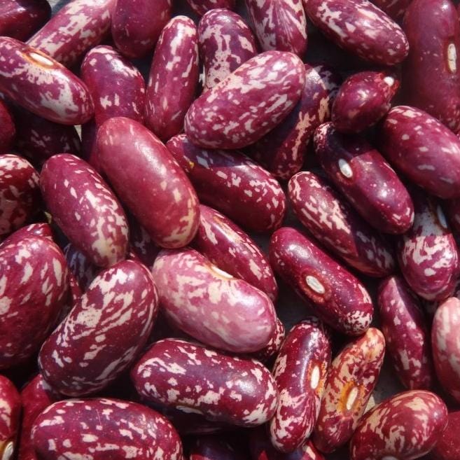 Bean King of the Early - Metchosin Farm