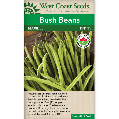 Bean Maxibel Organic - West Coast Seeds
