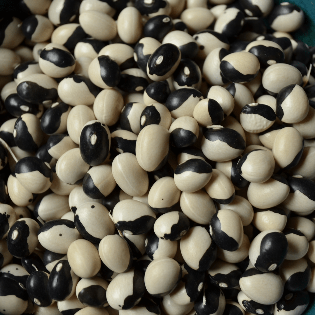 Organic Bean Orca Bush - Metchosin Farm Seeds
