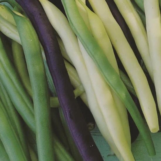 Bean Pole Bean Mix - Metchosin Farm