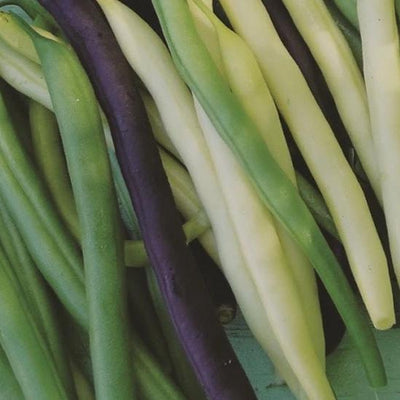 Organic Bean Pole Bean Mix - Metchosin Farm Seeds