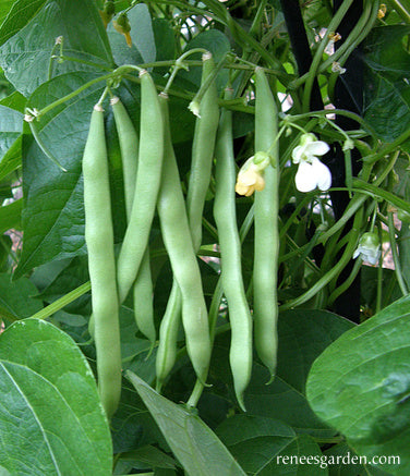 Organic Bean Kentucky Wonder Pole - Renee's Garden