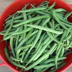 Bush Beans Provider - Renee's Garden 