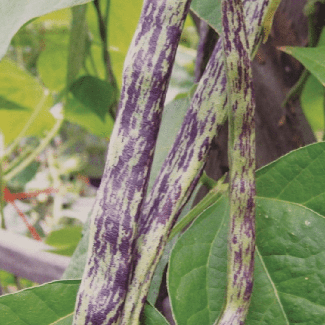 Organic Bean Rattlesnake Pole - Metchosin Farm Seeds