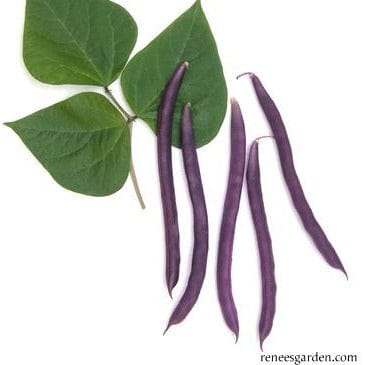 Bean Purple Pod - Renee's Garden Seeds