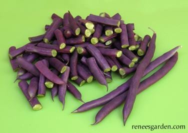 Organic Bean Rich Purple Pod - Renee's Garden Seeds