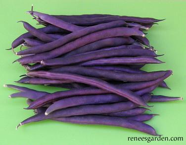 Organic Bean Rich Purple Pod - Renee's Garden Seeds