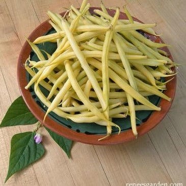 Bean Roc D'Or French - Renee's Garden Seeds