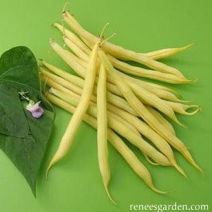 Bean Roc D'Or French - Renee's Garden Seeds