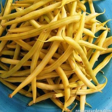 Bean Roc D'Or French - Renee's Garden Seeds