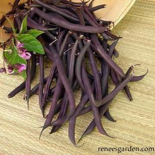 Bush Beans Royalty Purple - Renee's Garden 