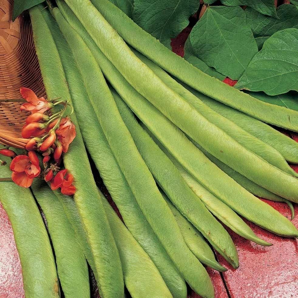 Bean Scarlet Runner - Metchosin Farm