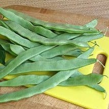 Organic Bean Spanish Musica - Renee's Garden Seeds