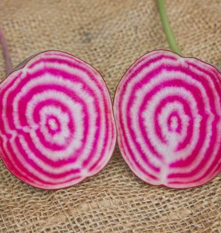 Organic Beet Chioggia - West Coast Seeds