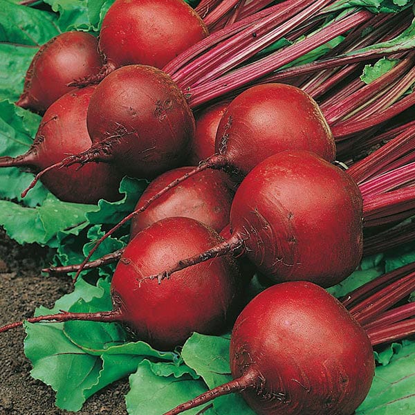 Organic Beet Detroit - Mr.Fothergill's