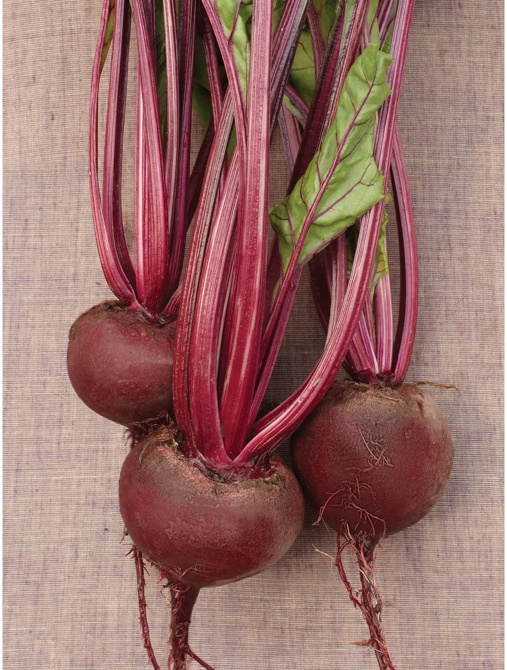 Organic Beet Early Wonder -  Burpee Seeds