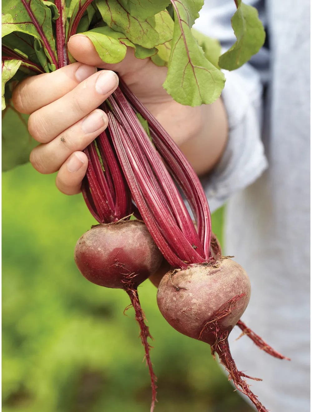 Organic Beet Early Wonder -  Burpee Seeds