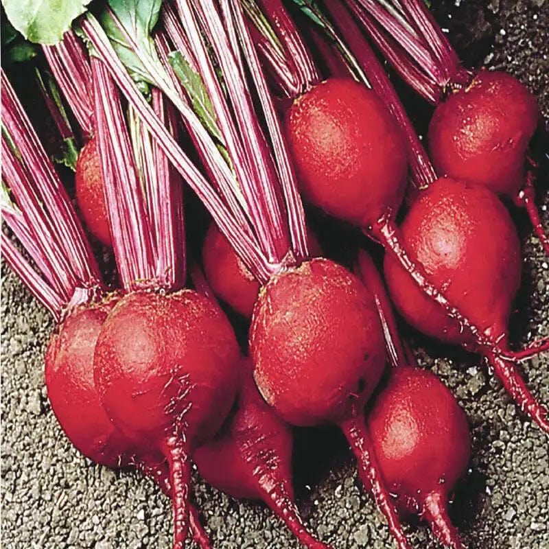 Organic Beet Early Wonder Tall Top - McKenzie Seeds