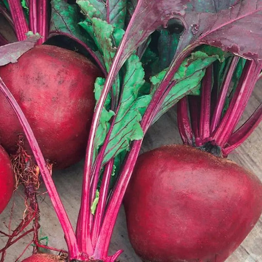 Organic Beet Green Top Bunching  - McKenzie Seeds