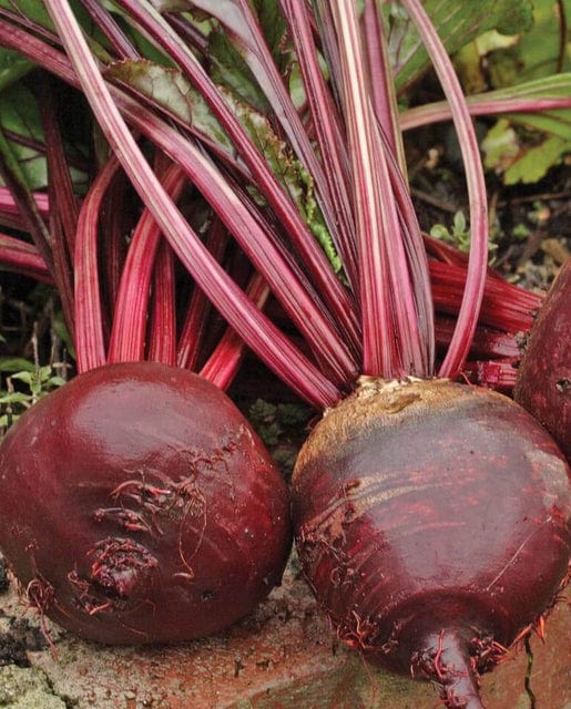 Organic Beet Red Ace - West Coast Seeds