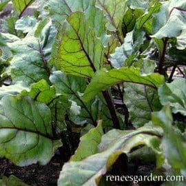 Beets Red Baron - Renee's Garden