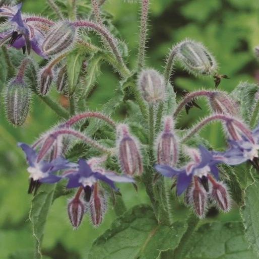 Borage - Metchosin Farm