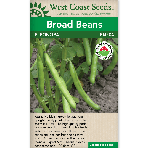 Broad Bean Eleonora Organic - West Coast Seeds