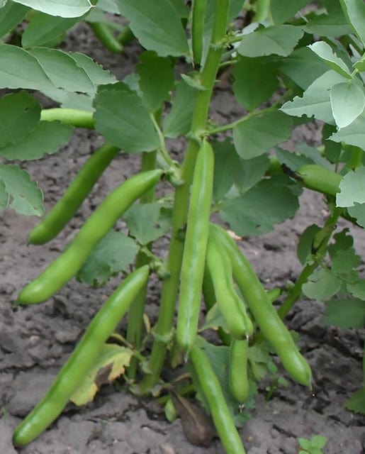 Organic Broad Bean Eleonora - West Coast Seeds