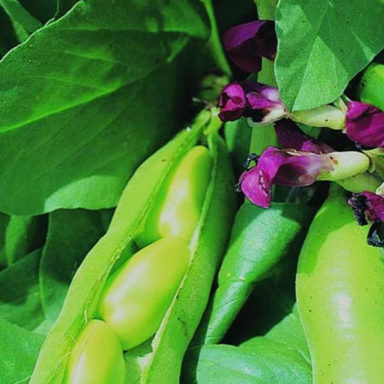 Broad Bean Mix - Metchosin Farm