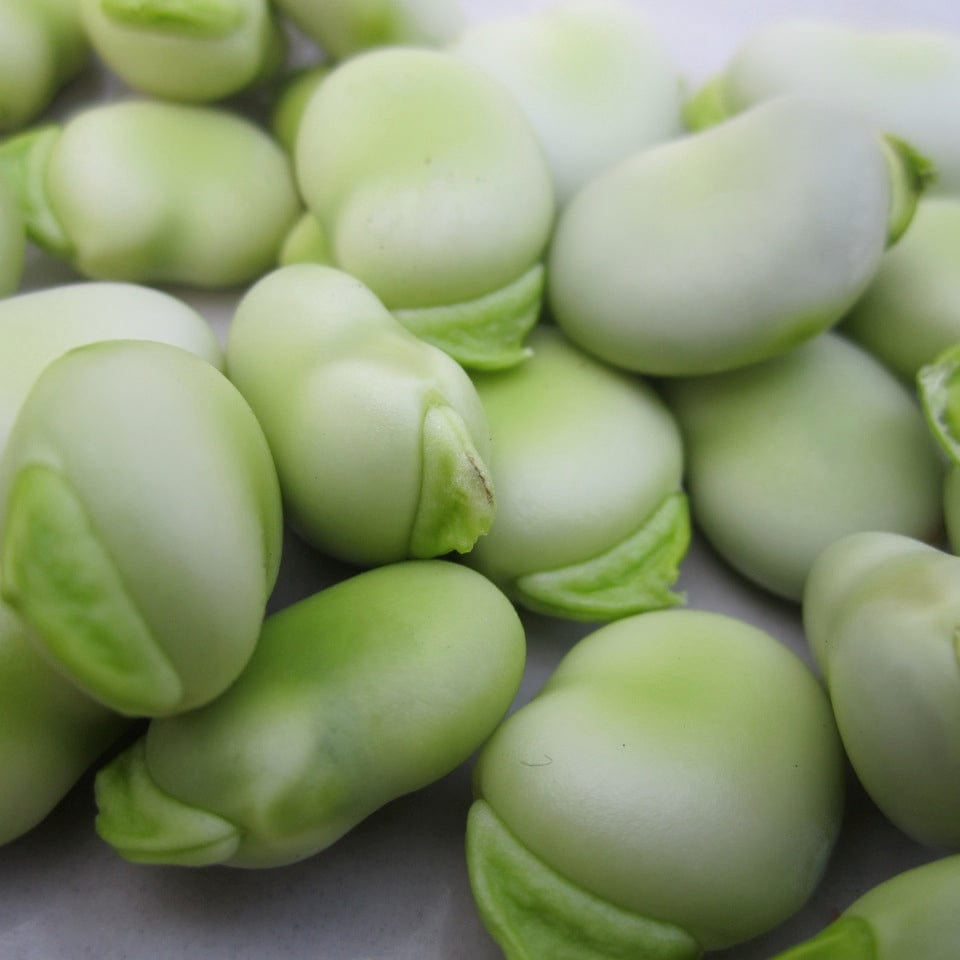 Organic Broad Bean Mix - Metchosin Farm Seeds