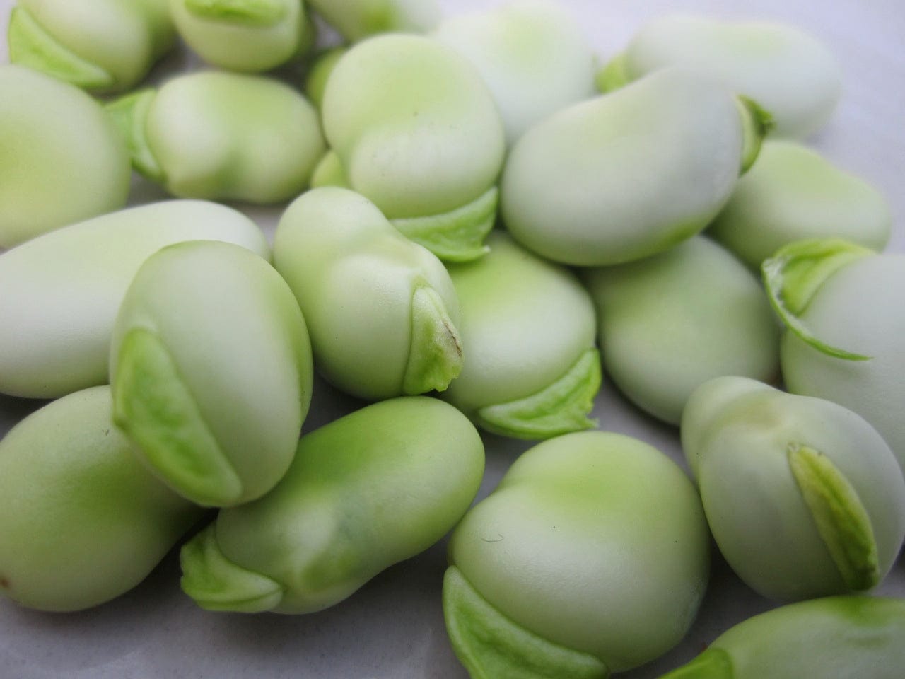 Organic Broad Bean Mix - Metchosin Farm Seeds