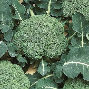 Organic Broccoli Batavia - Renee's Garden Seeds