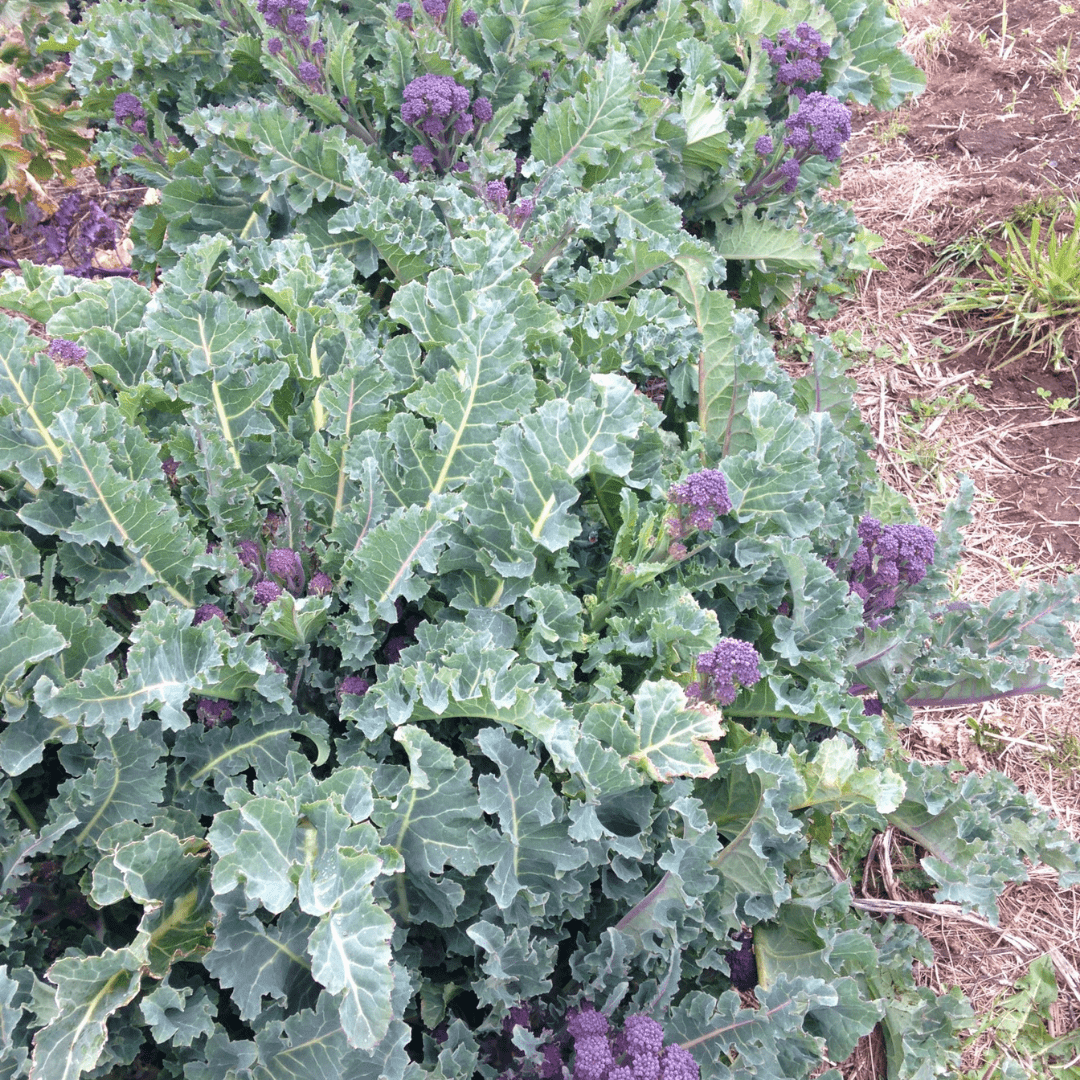 Organic Broccoli Purple Sprouting - Metchosin Farm Seeds