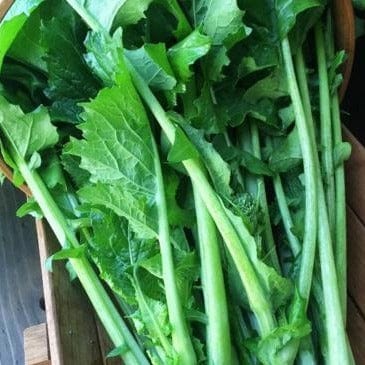 Broccoli Raab Early Rapini - Renee's Garden Seeds