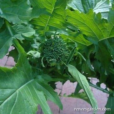 Broccoli Raab Early Rapini - Renee's Garden Seeds