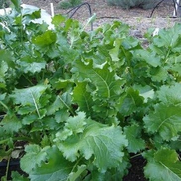 Broccoli Raab Early Rapini - Renee's Garden Seeds