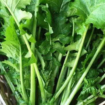 Broccoli Raab Early Rapini - Renee's Garden Seeds