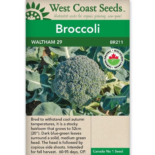 Broccoli Waltham 29 Organic - West Coast Seeds