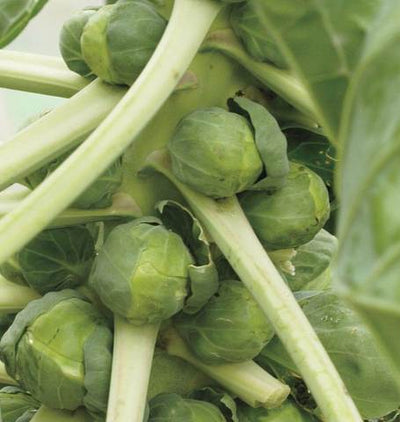 Organic Brussels Sprouts Igor - West Coast Seeds
