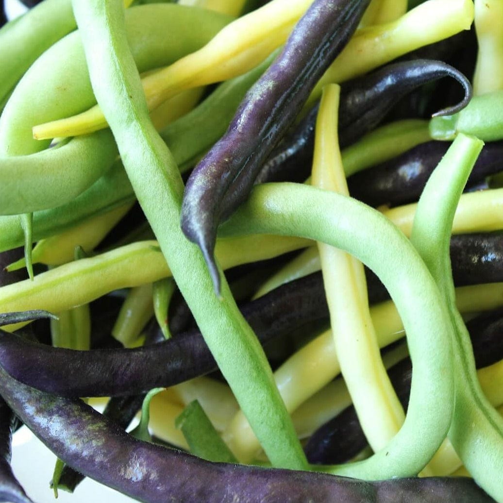 Organic Bush Bean Mix - Metchosin Farm Seeds