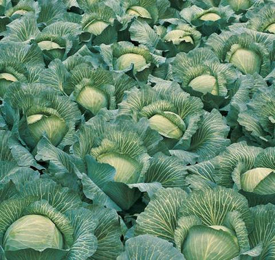 Cabbage Lennox Organic - West Coast Seeds