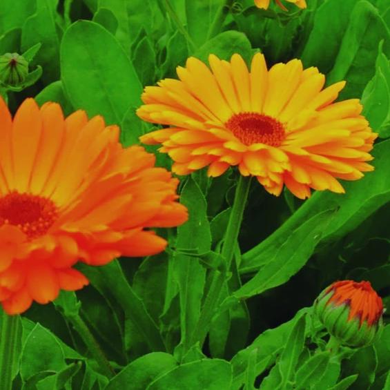 Calendula - Metchosin Farm